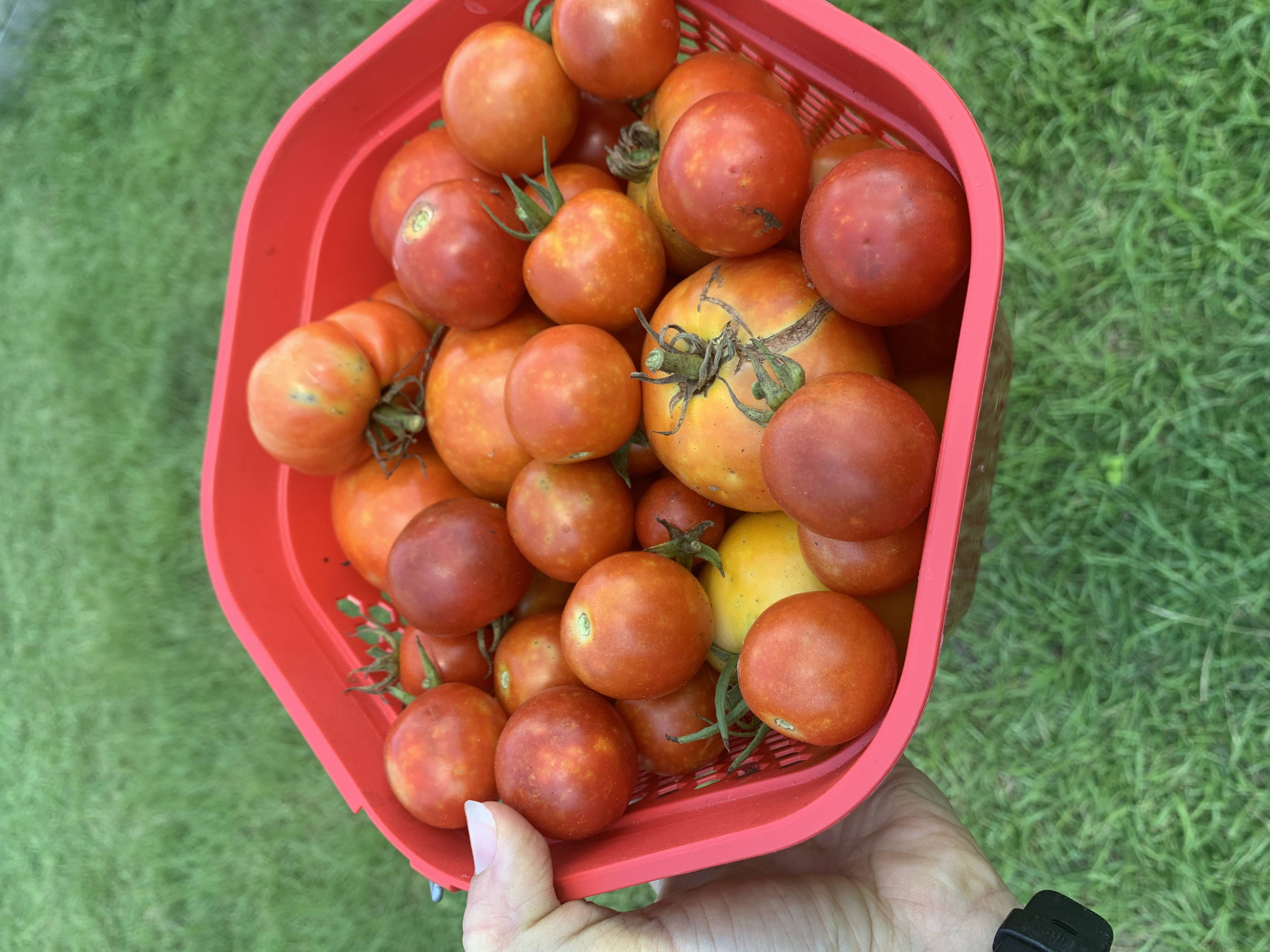 Harvest 2022